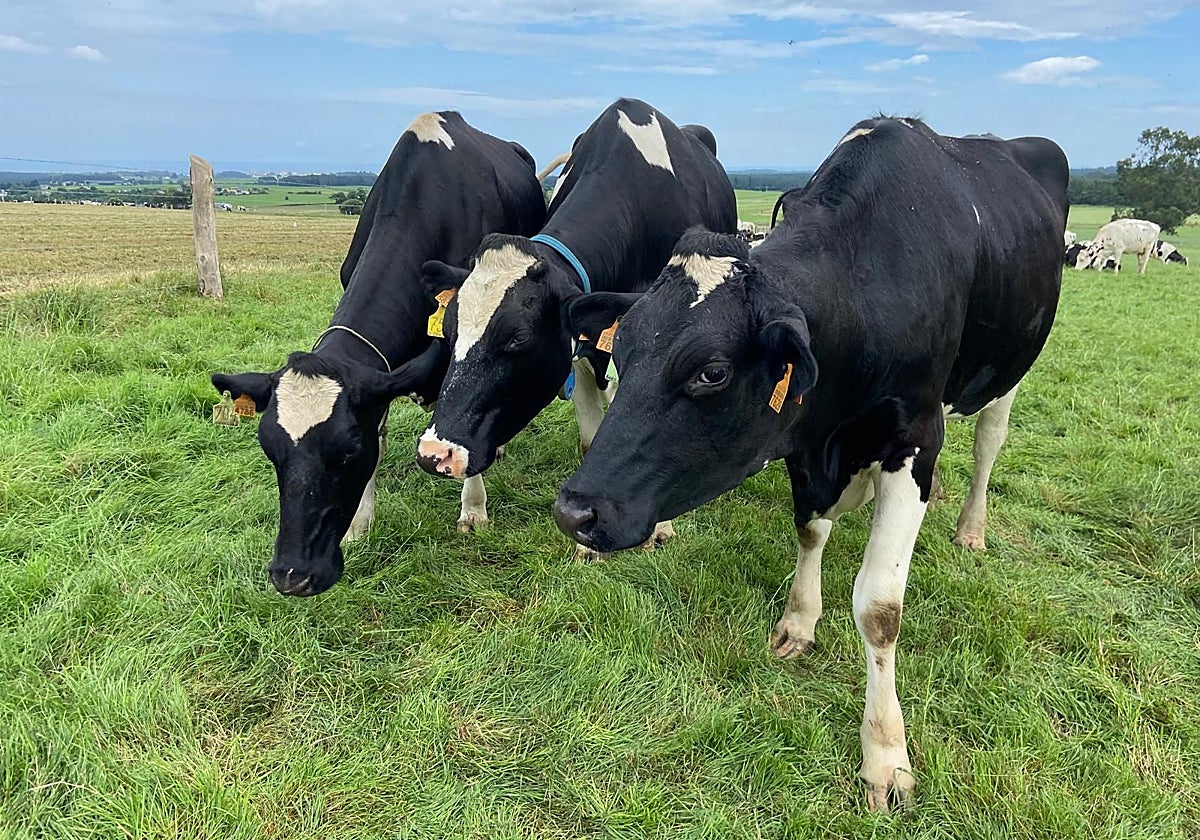 Varios ejemplares de vaca frisona, en una explotación lechera del occidente asturiano.