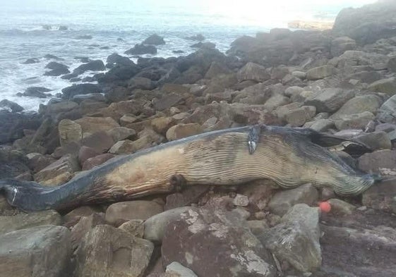 El rorcual quedó entre las rocas, a donde la marea alta llevó su cadáver.