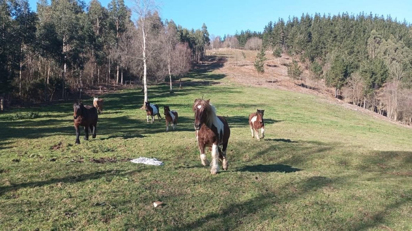 Caballos en el área habilitada en La Castañal por el Principado.