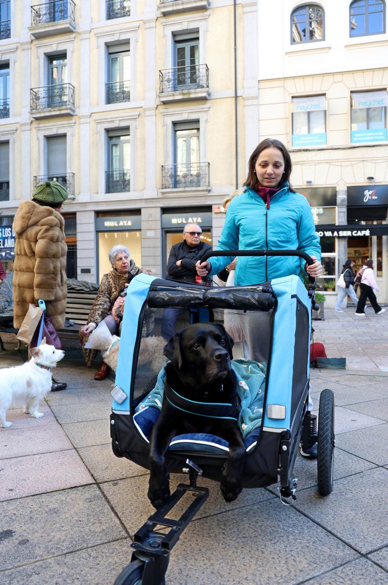 Oviedo bendice a sus mascotas por San Antón