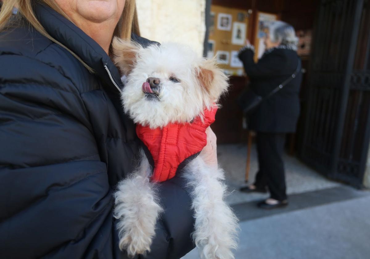 San Antón en Lugones: perros, gatos, conejos, hámsteres y periquitos reciben su bendición