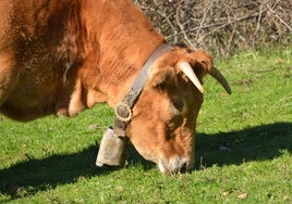 ASAJA advierte: la subida del SMI tendrá efectos «devastadores» para el campo