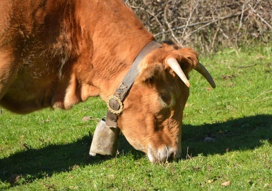 ASAJA advierte: la subida del SMI tendrá efectos «devastadores» para el campo