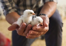 Dos pollos de pitas pintas.