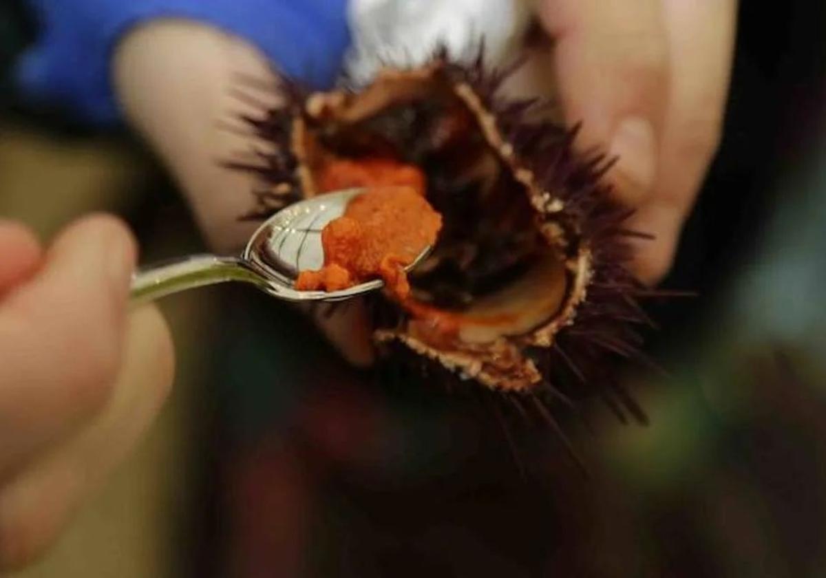 Los erizos de mar son un manjar muy consumido en Asturias y que puede degustar tanto crudos como ligeramente cocidos.