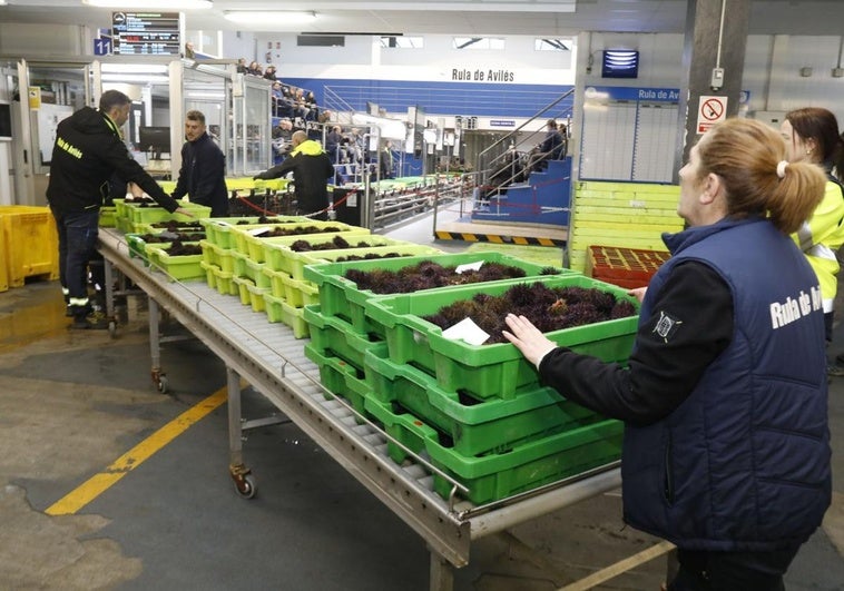 Cajas repletas de oricios en las cintas para ser subastadas en la rula de Avilés.