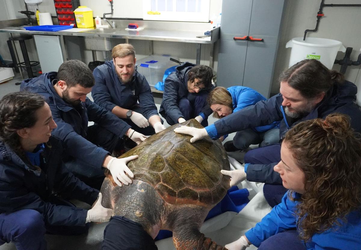 El equipo del Acuario de Gijón examina a uno de los ejemplares de tortuga boba que llegaron de Francia