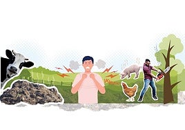 Asturias blindará el canto del gallo