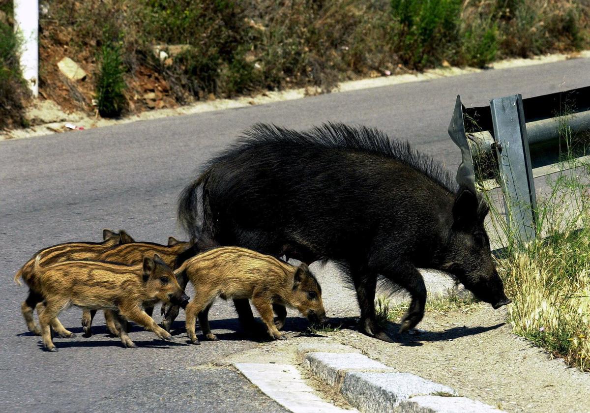 Una jabalí hembra cruza una carretera seguida por sus jabatos.