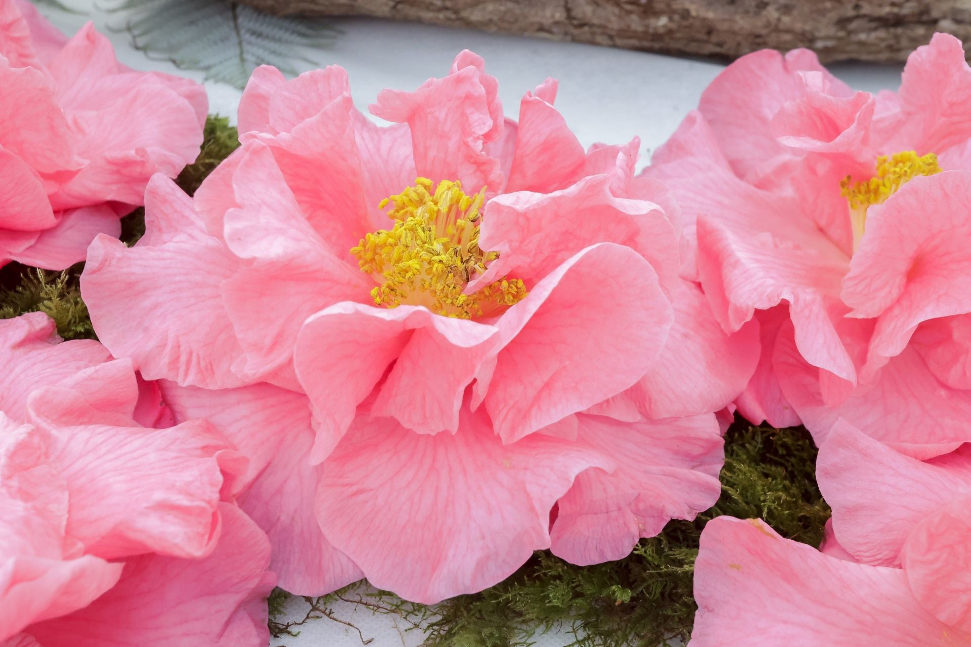 Luarca, paraíso de las camelias