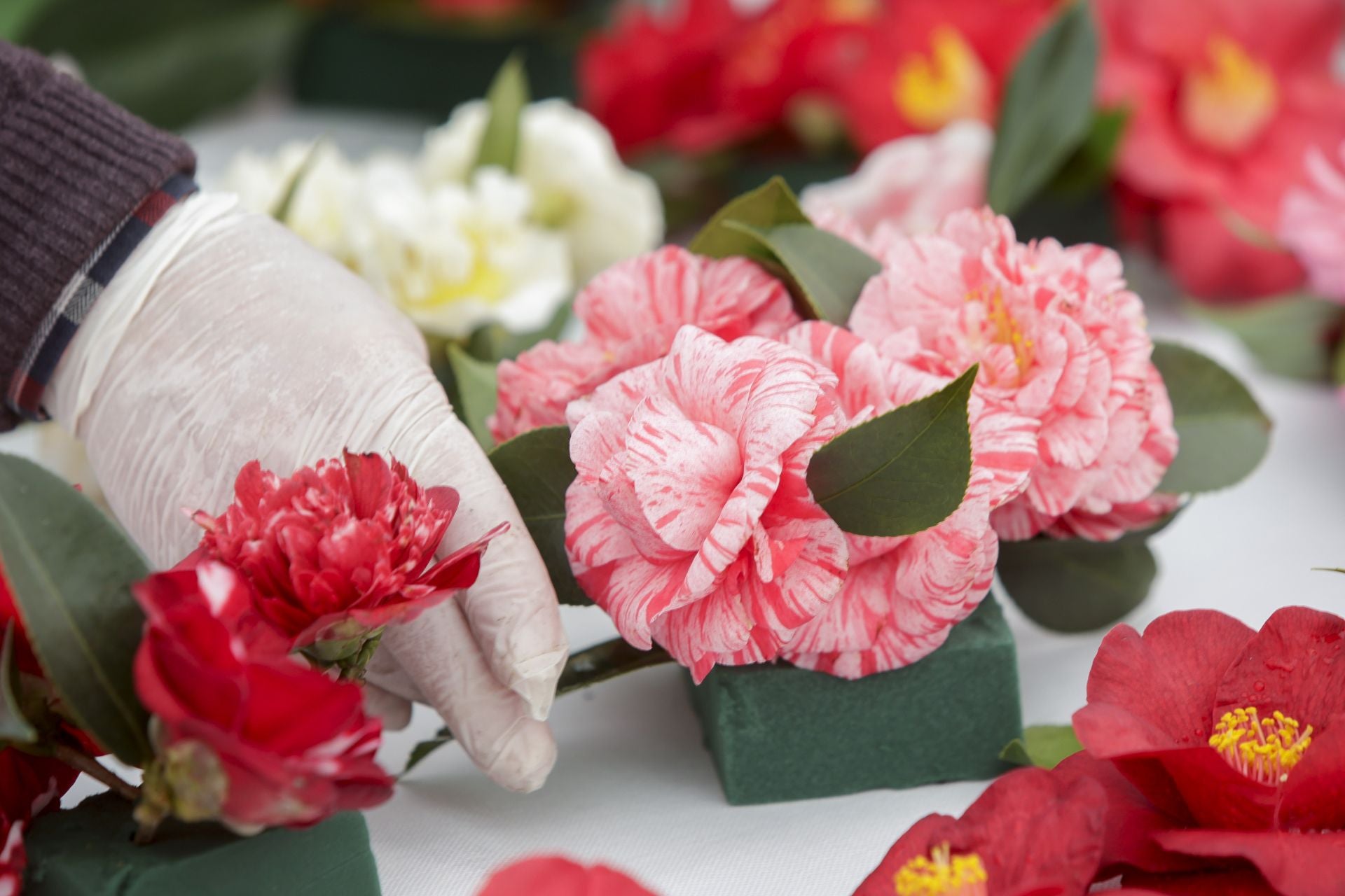 Luarca, paraíso de las camelias