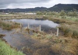 Porreo de Bedriñana, en la ría de Villaviciosa.