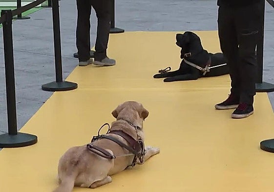 Perros guía en una exhibición.