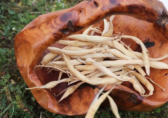 Faba asturiana secada.
