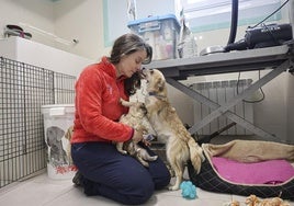 Los perrros se encuentran ya a salvo en el centro que la Fundación Protectora de Animales del Principado tiene en Siero.