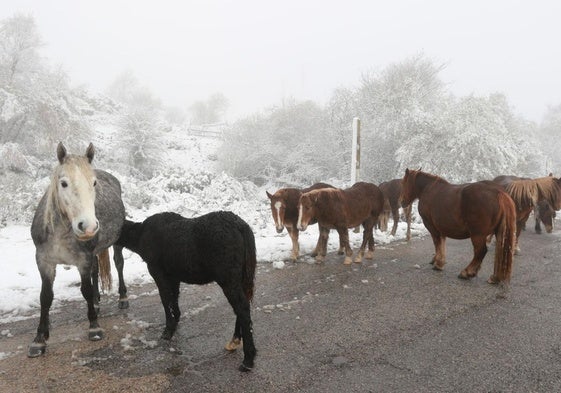 Temporal de nieve en el puerto de Pajares.