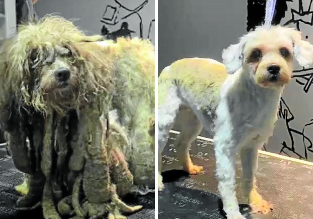 &#039;Susita&#039; y &#039;Ramos&#039;, los perros hallados junto a un cadáver en Oviedo, reciben un corte de «dos kilos y medio de pelo»