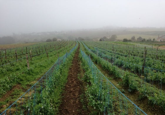 Plantación de fabes en el occidente asturiano.