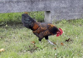 Un gallo picotea el suelo en un prau.