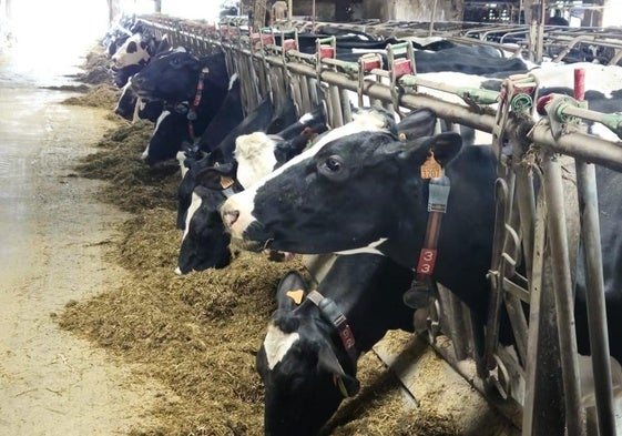 Vacas de una ganadería en Tineo.