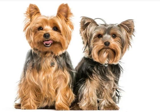 Los agentes identificaron el domicilio desde el que habían caído los animales por el chip identificativo.