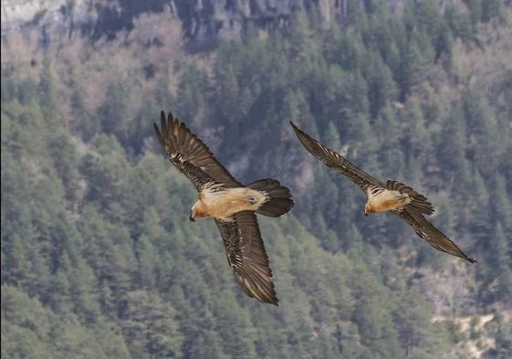 Nacen en libertad tres quebrantahuesos en Picos de Europa, uno en Asturias y dos en Cantabria