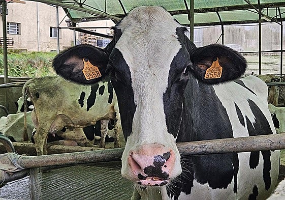 Una vaca en una ganadería de Villaviciosa.