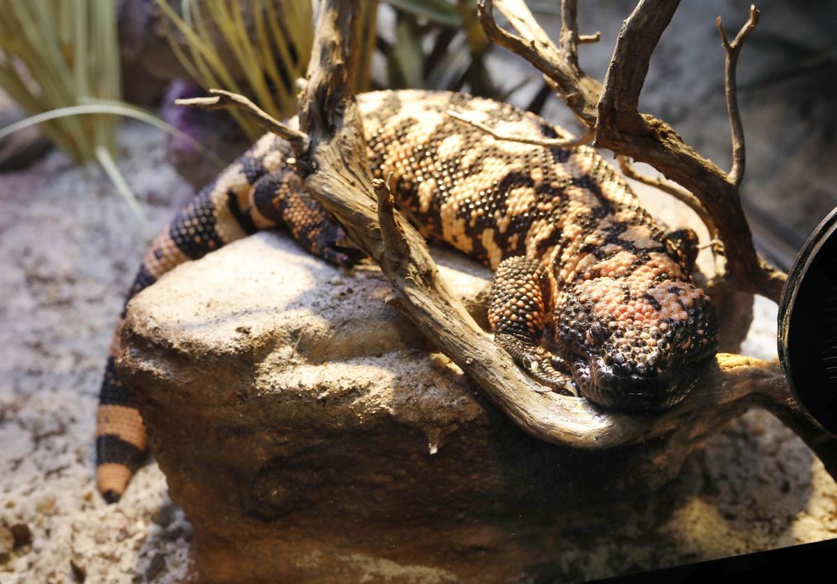 Descubre lo secretos más letales de la naturaleza en el Bioparc Acuario de Gijón