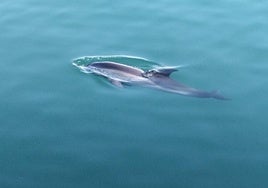 Gran expectación en Gijón por un delfín nadando en el Muelle