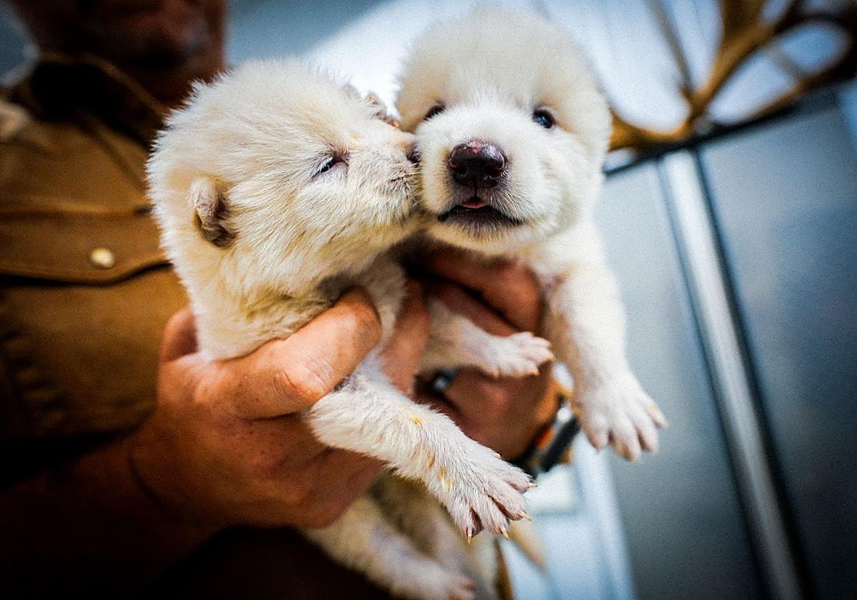 Rómulo y Remo, los cachorros de lobo huargo nacidos el 1 de octubre de 2024, con un mes de edad.