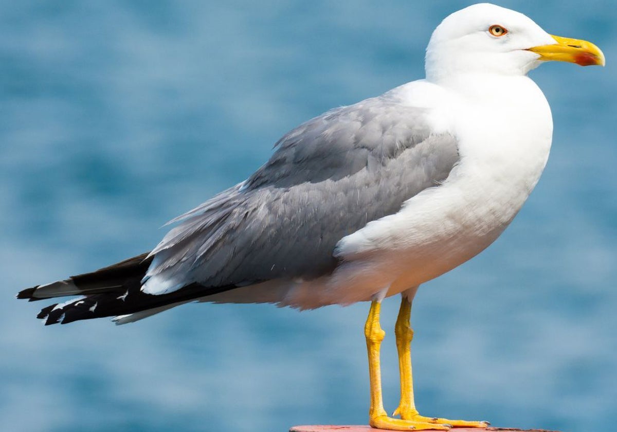 Navia activa un nuevo servicio para el control de la gaviota patiamarilla