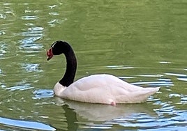 El cisne cuello negro que llegó a habitar en el estanque.