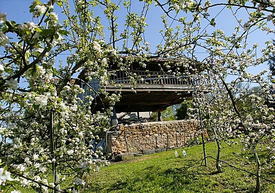 Manzanos en flor en la Comarca de la Sidra.