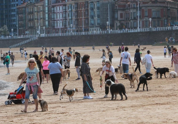Los perros se despiden de la playa de San Lorenzo, en Gijón.