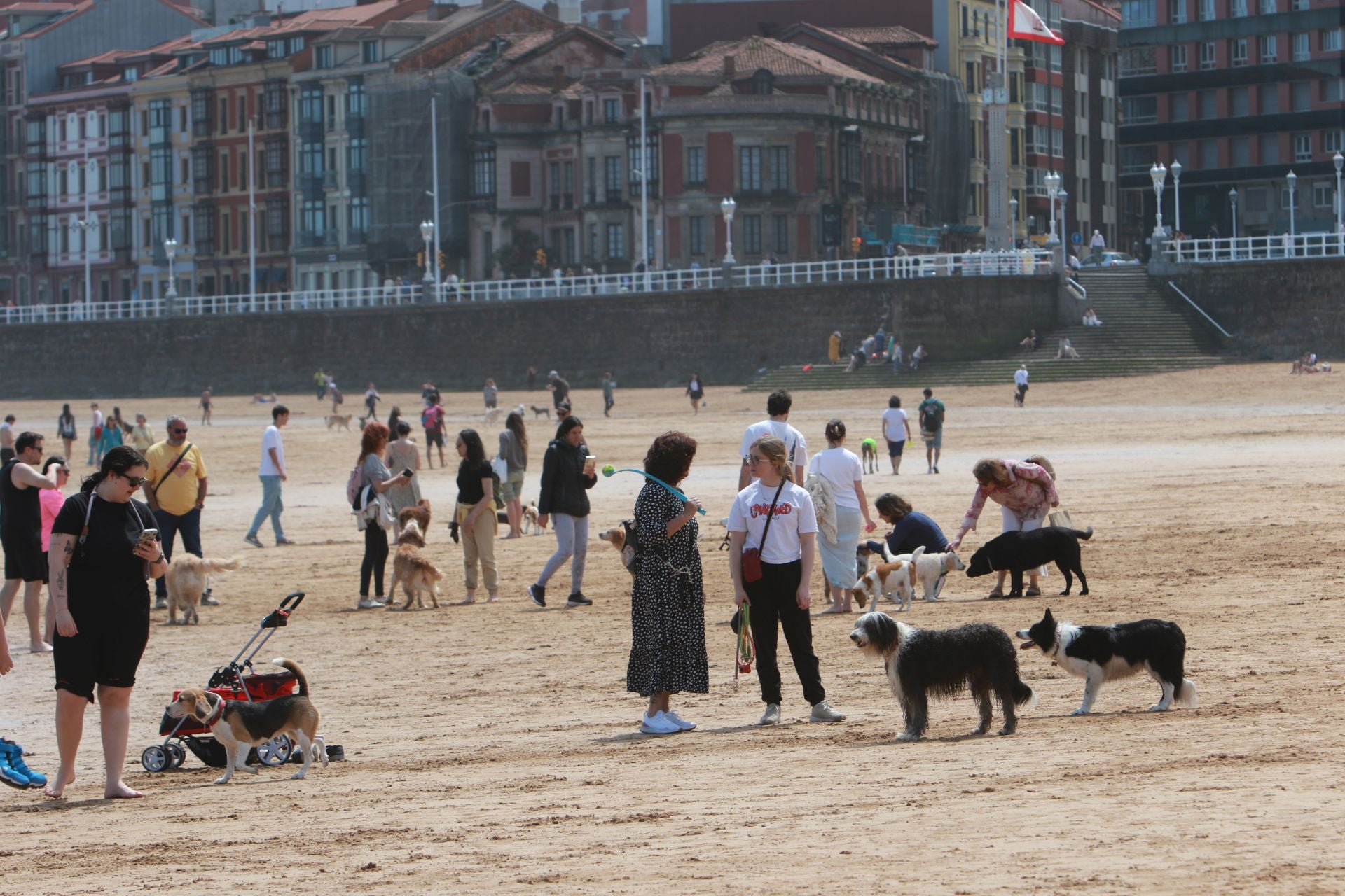 Fotos: Último día de perros en la arena en la playa de San Lorenzo