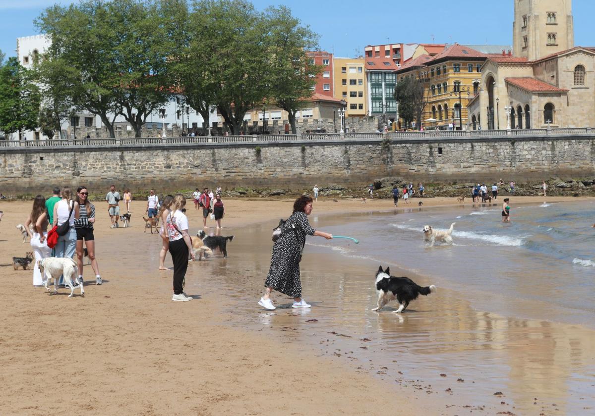 Fotos: Último día de perros en la arena en la playa de San Lorenzo