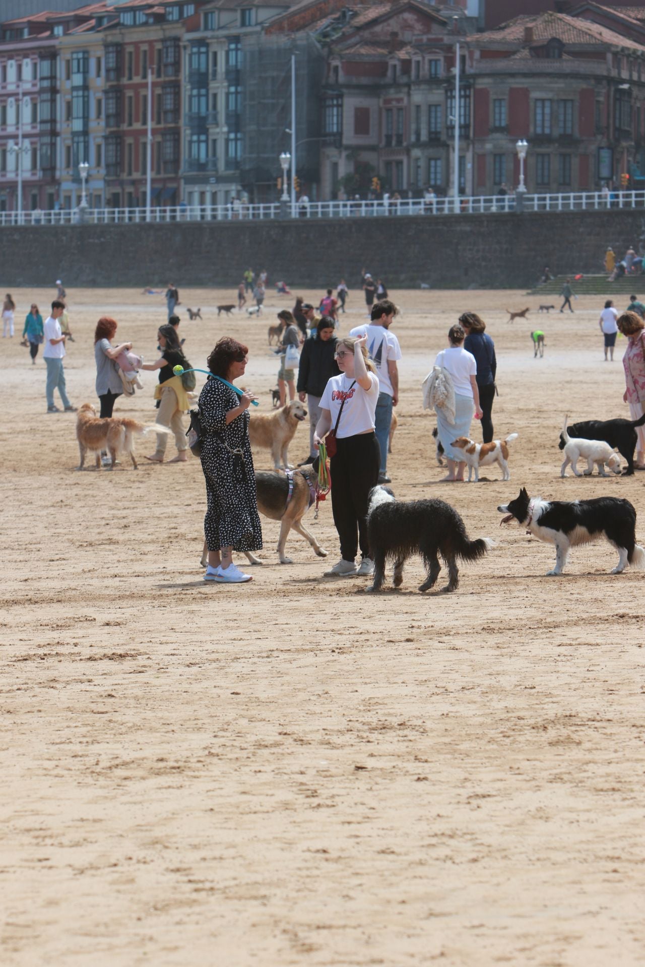 Fotos: Último día de perros en la arena en la playa de San Lorenzo