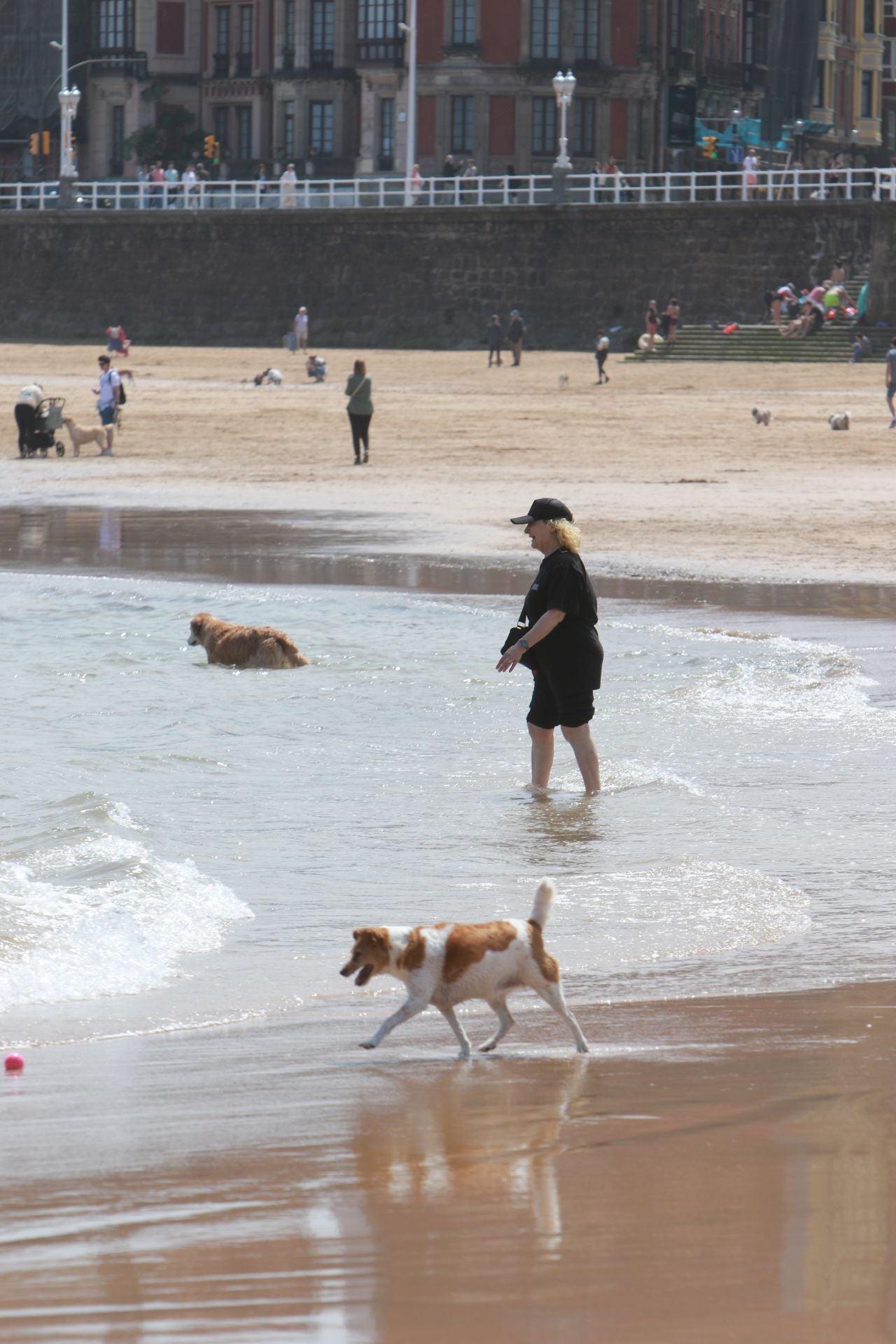 Fotos: Último día de perros en la arena en la playa de San Lorenzo