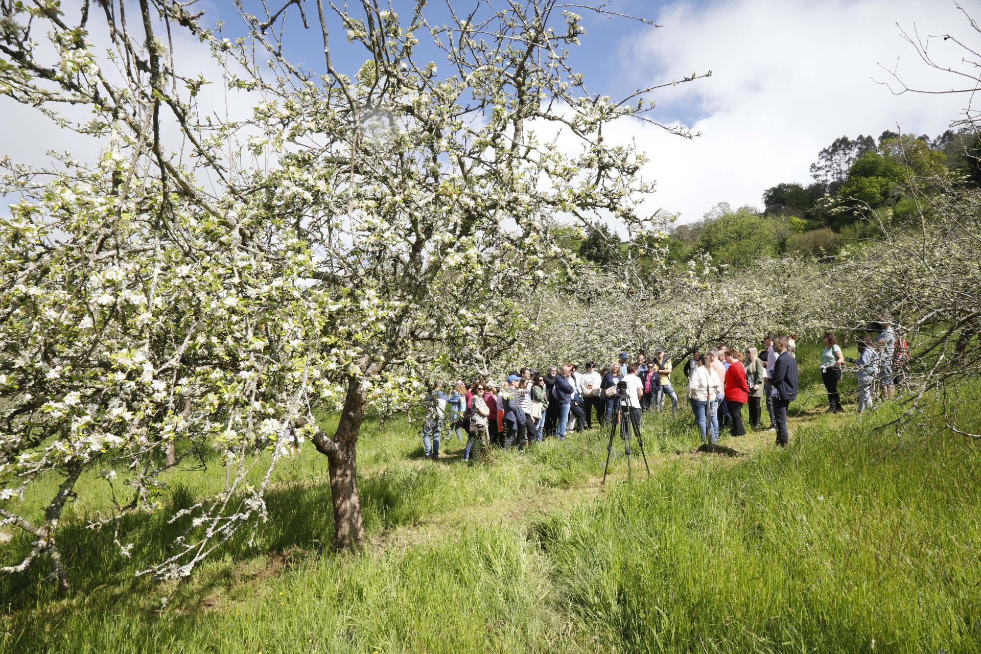Visita guiada para conocer de cerca la floración de los manzanos en Sariego