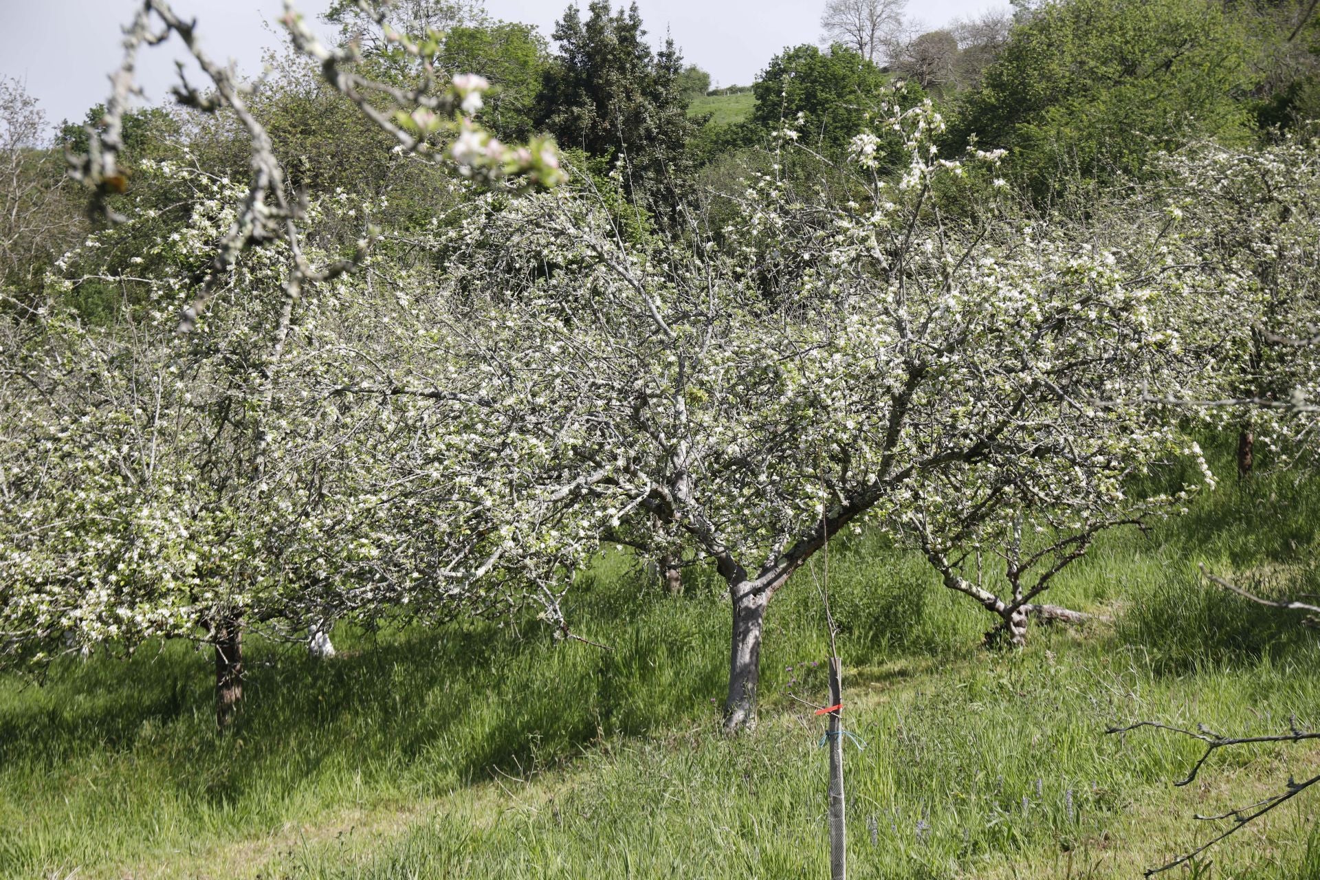 Visita guiada para conocer de cerca la floración de los manzanos en Sariego