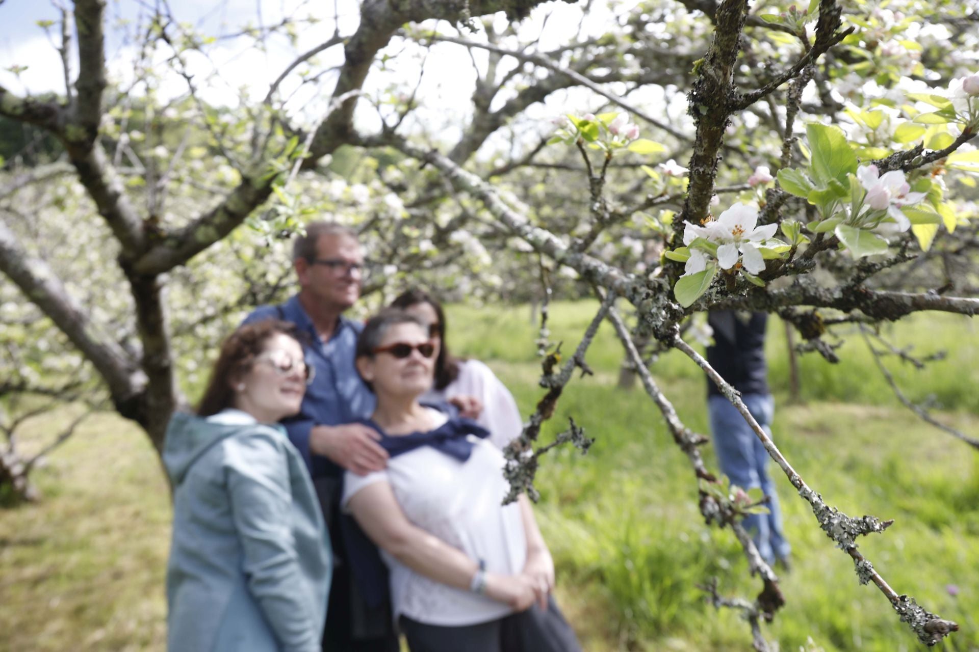 Visita guiada para conocer de cerca la floración de los manzanos en Sariego