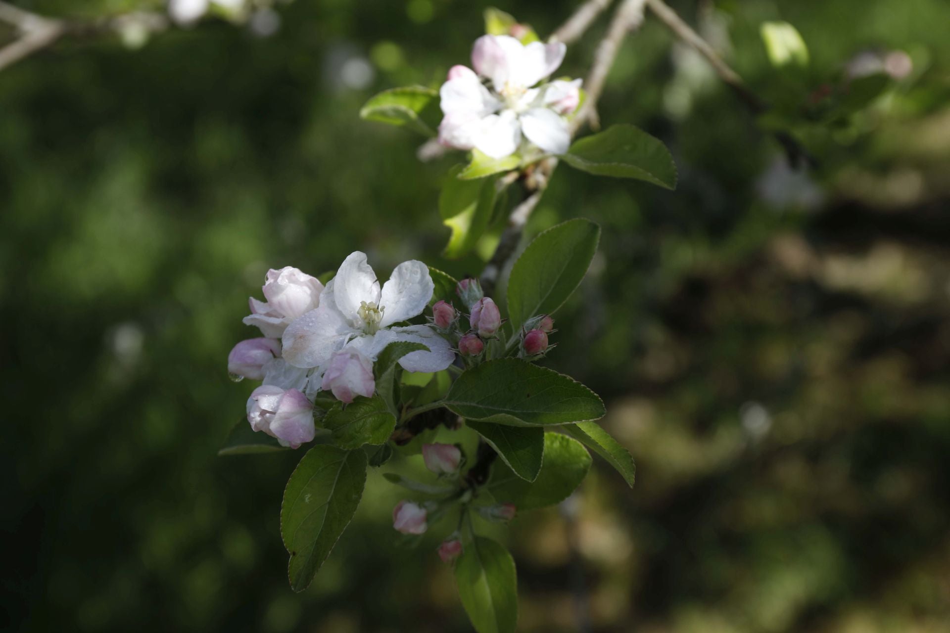 Visita guiada para conocer de cerca la floración de los manzanos en Sariego