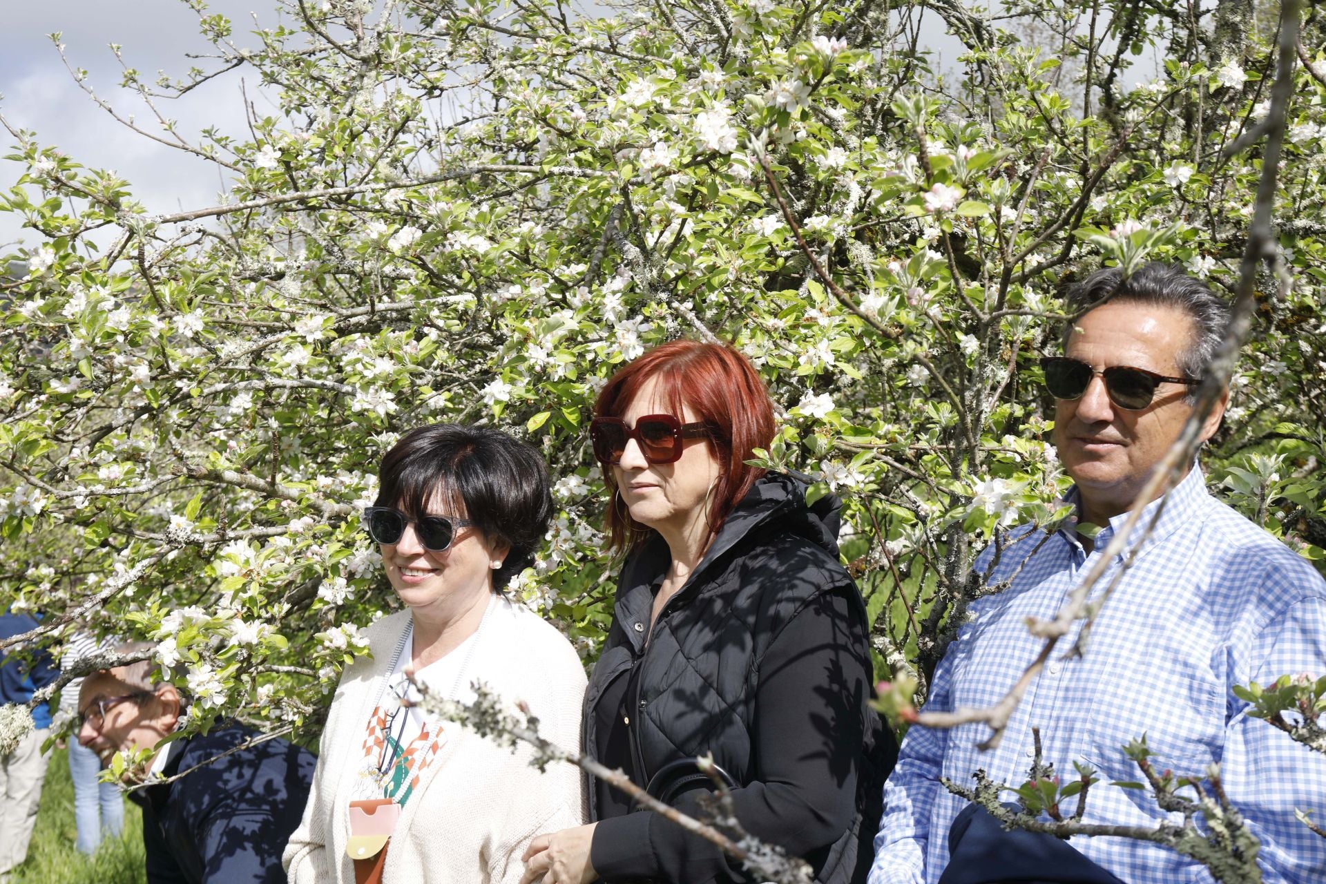 Visita guiada para conocer de cerca la floración de los manzanos en Sariego