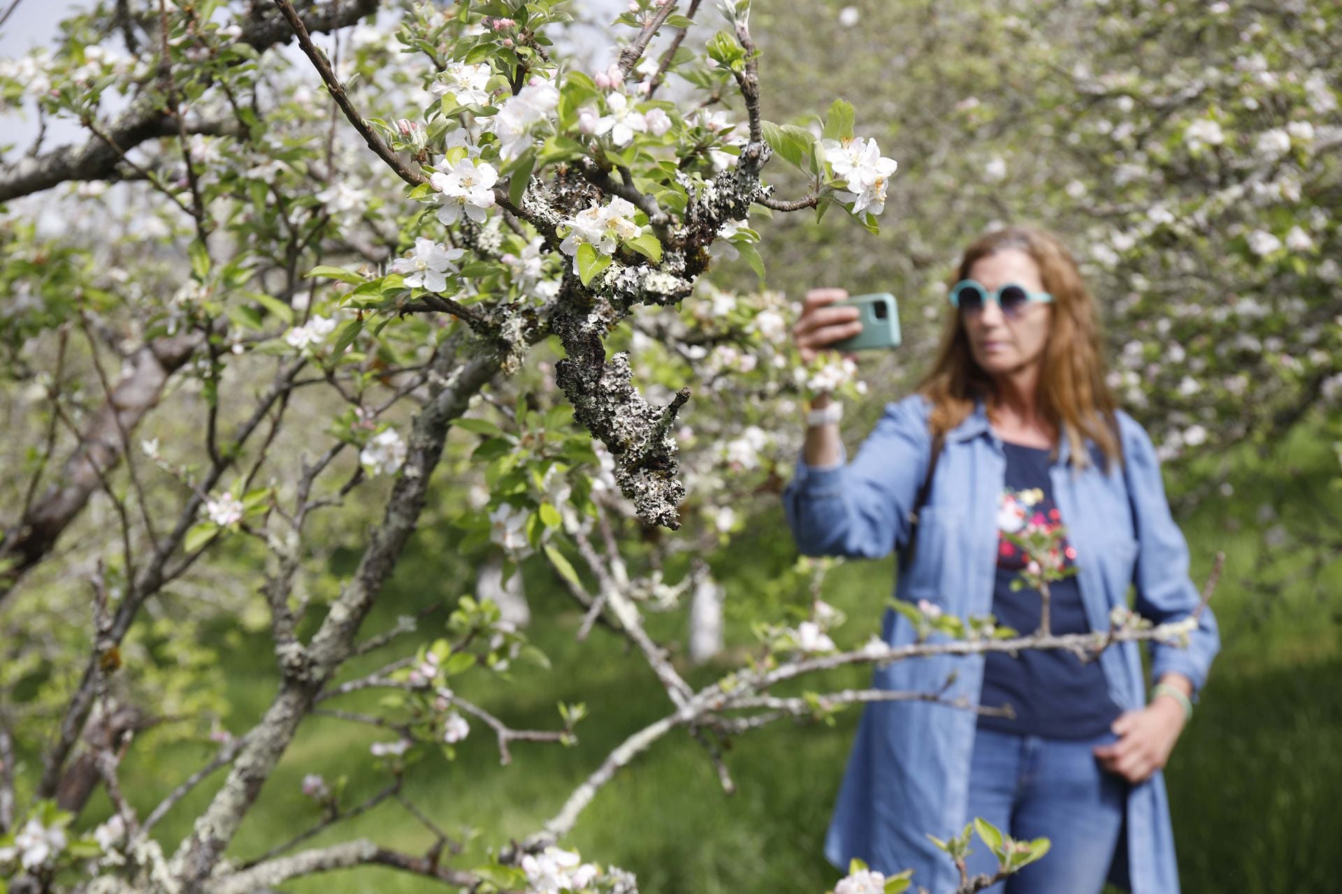 Visita guiada para conocer de cerca la floración de los manzanos en Sariego