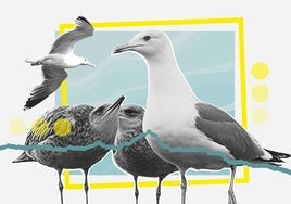 ¿Por qué preocupa la cantidad de gaviotas en Asturias?