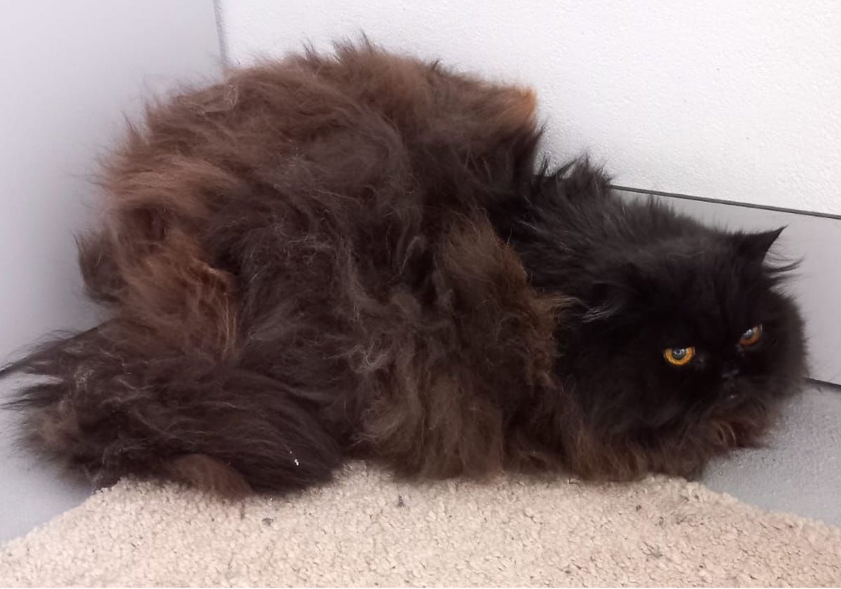 La gata que vivía en 'la casa de los horrores' de Oviedo estaba «muy descuidada» de pelo
