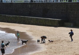 Varias personas con sus perros en la playa de San Lorenzo, en Gijón, donde se puede ver a una de ellas recogiendo las heces de su mascota.