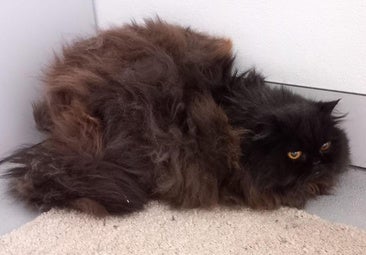 La gata que vivía en 'la casa de los horrores' de Oviedo estaba «muy descuidada» de pelo