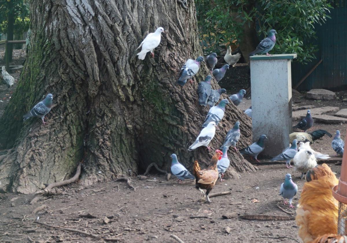 Gijón intensifica el control de palomas con casi 900 capturas