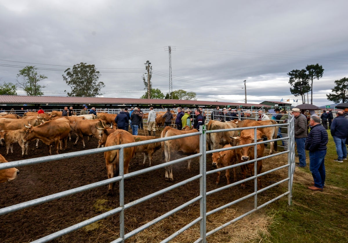 Menos vacas, muchas ventas y precios «un poco altos» en la feria de Llanera